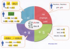 Lire la suite à propos de l’article O14 L’accord des adjectifs en nombre : approche, vidéo et carte mentale