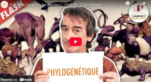 Lire la suite à propos de l’article S11 La classification des animaux : l’esprit sorcier « Comment classer les animaux? »