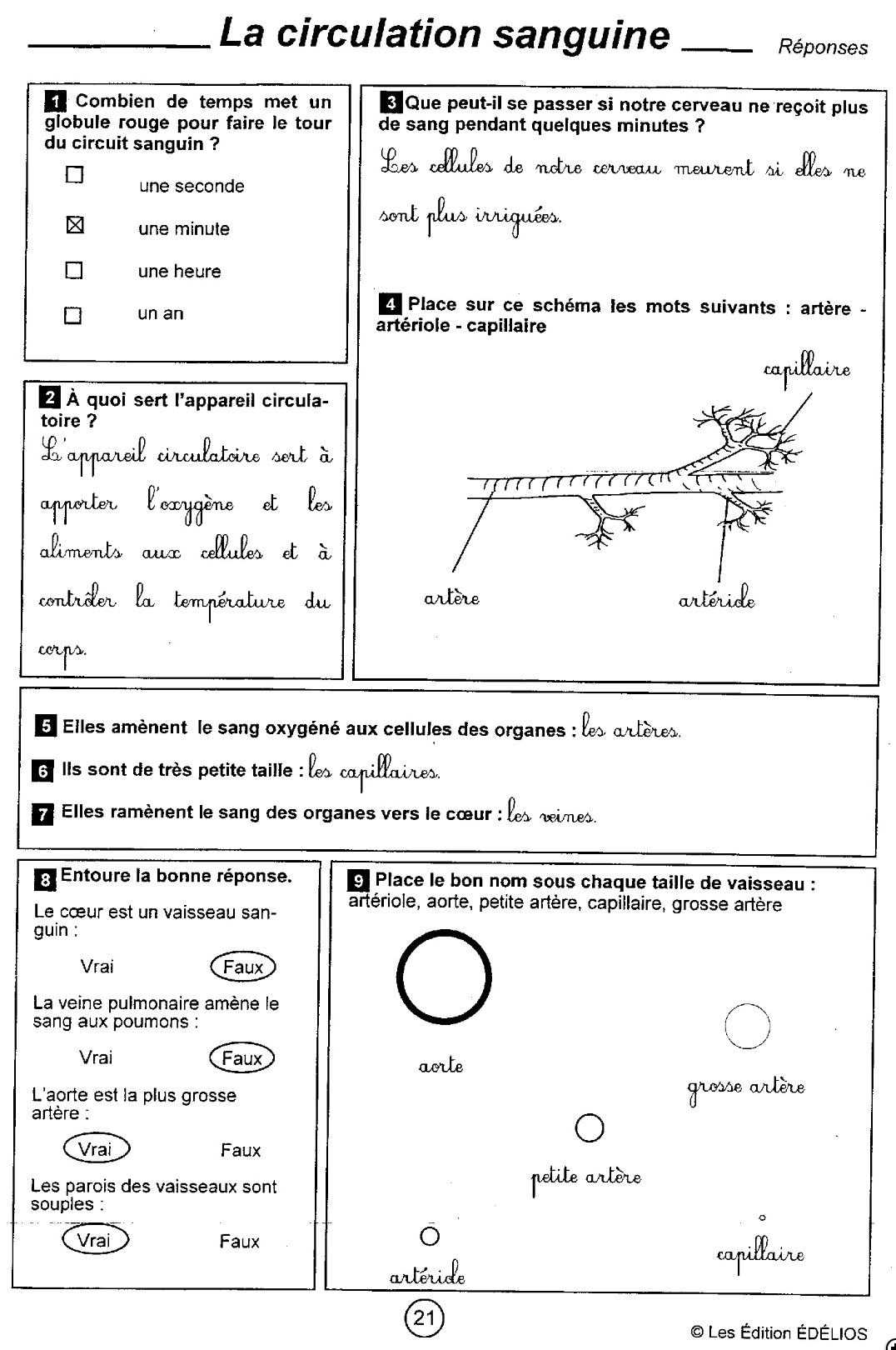 Lire la suite à propos de l’article S16 La circulation sanguine : documents EDELIOS correction