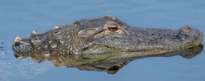Lire la suite à propos de l’article CDO4 Contes des origines : Pourquoi le crocodile vit-il dans les rivières ? (conte)