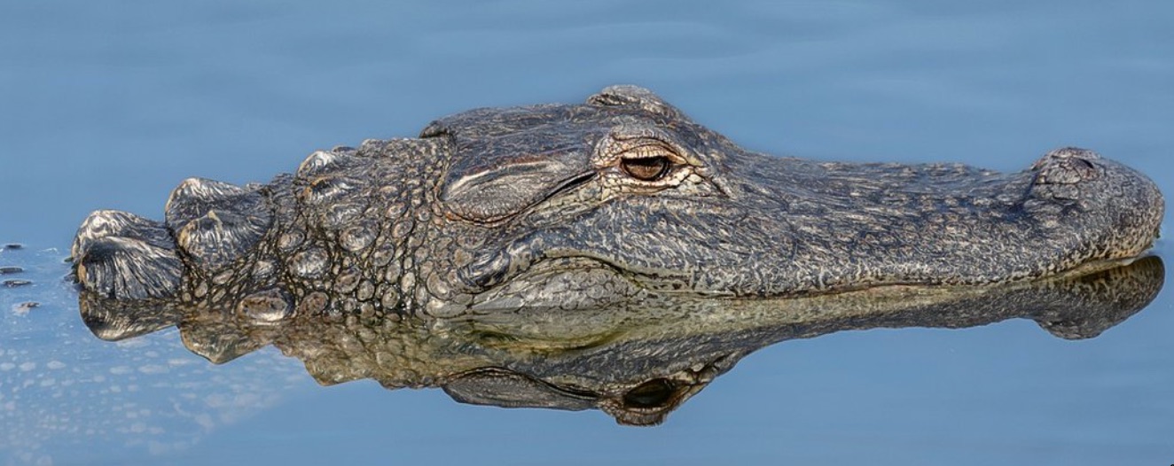 You are currently viewing CDO4 Contes des origines : Pourquoi le crocodile vit-il dans les rivières ? (conte)