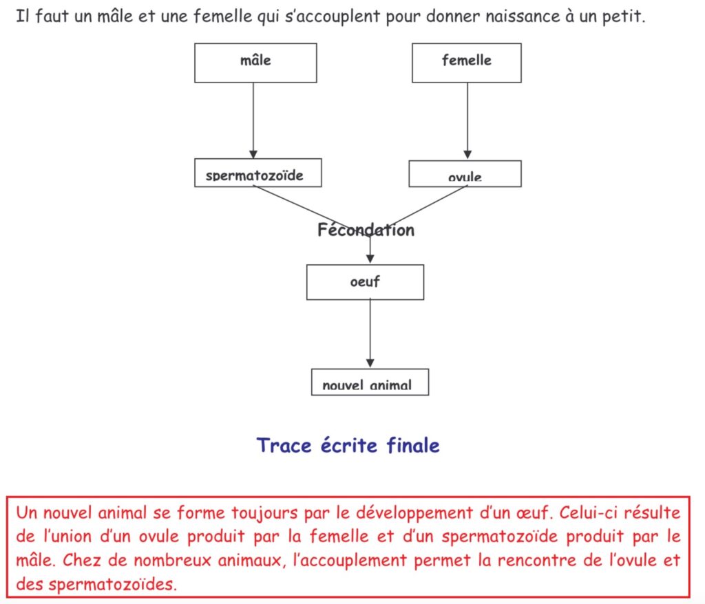 La reproduction des animaux