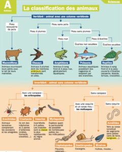 Lire la suite à propos de l’article S11 La classification des animaux : documents