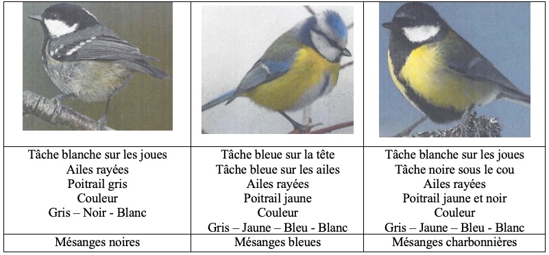 La diversité des animaux