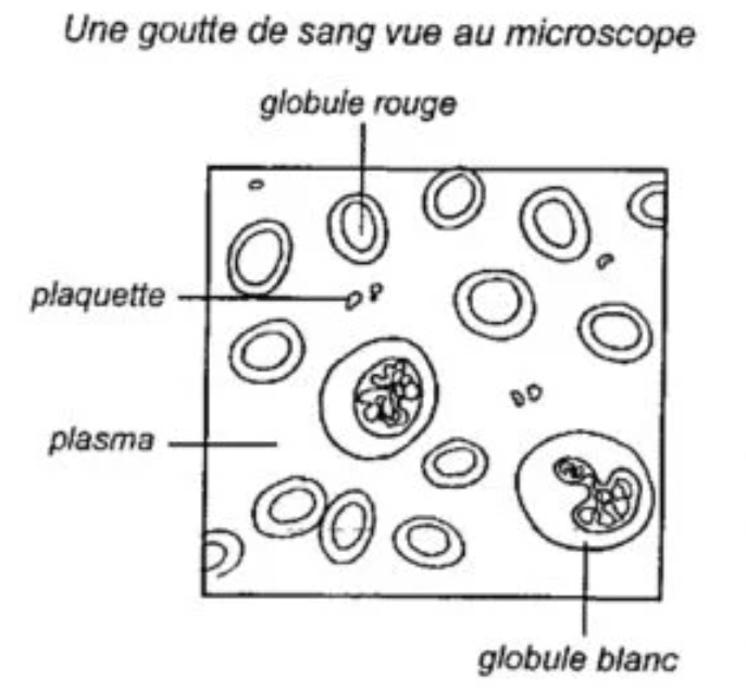 une goutte de sang