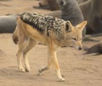 You are currently viewing CDO10 Contes des origines : Pourquoi le chacal a-t-il l’échine roussie ? (conte)
