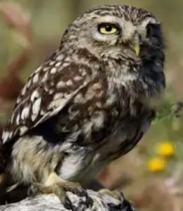 Lire la suite à propos de l’article CDO7 Contes des origines : Pourquoi les chouettes hululent-elles? (conte)