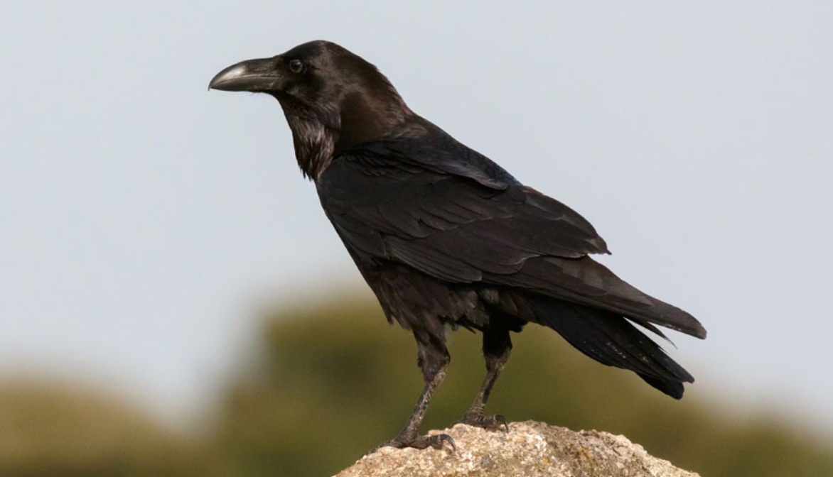 You are currently viewing CDO3 Contes des origines : Pourquoi les corbeaux sont-ils noirs ? (conte)