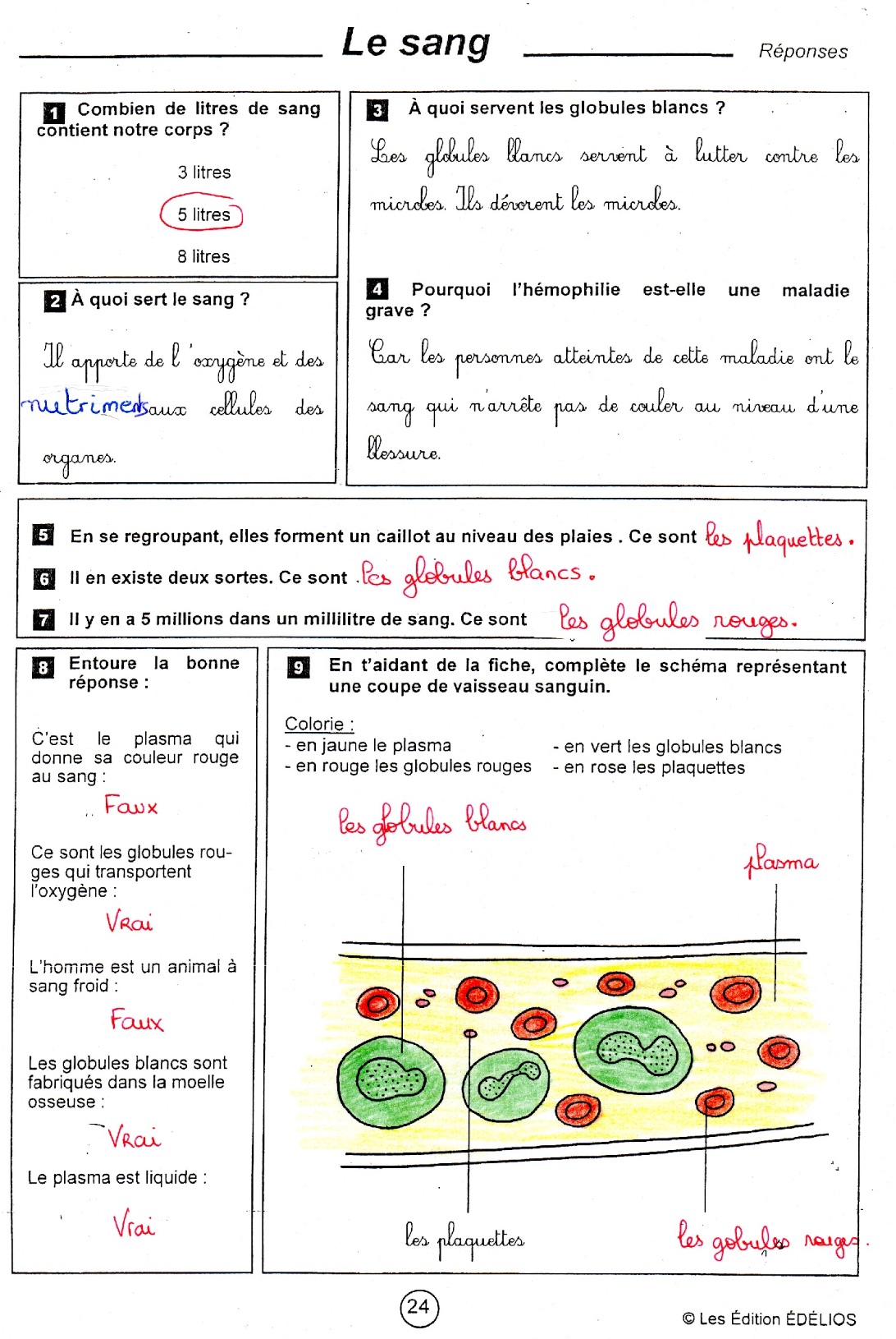 Lire la suite à propos de l’article S16 La circulation sanguine : le sang (Edelios fiche corrigée)