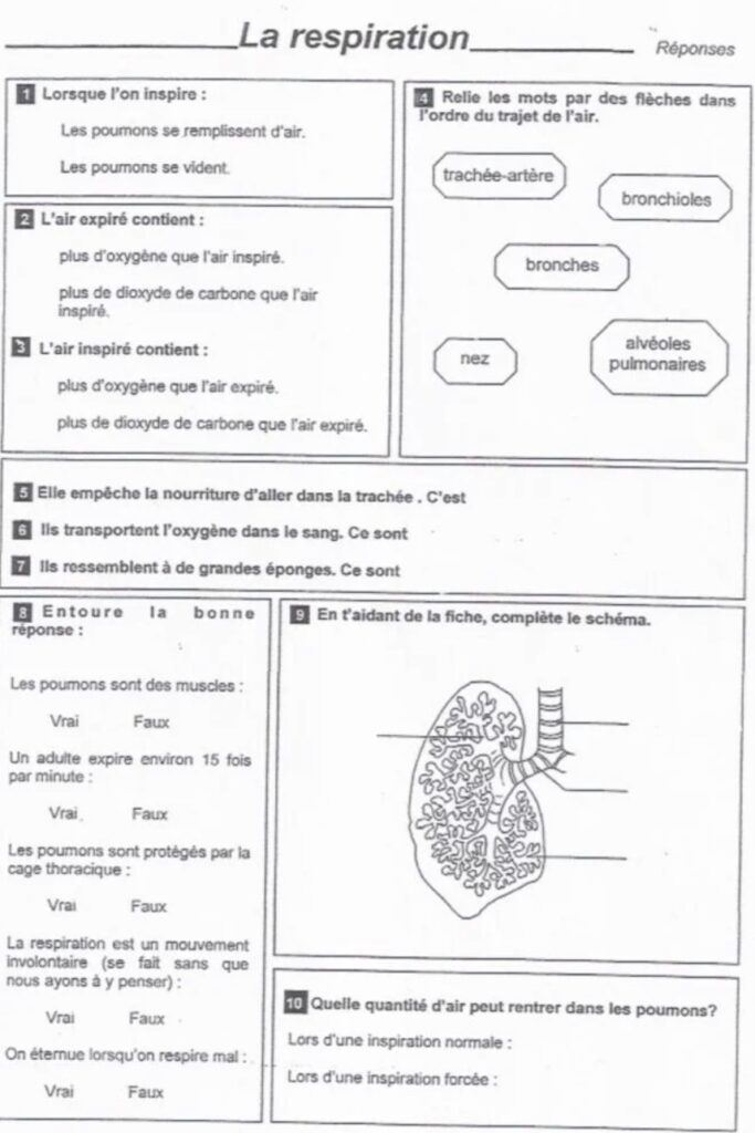 l'appareil respiratoire