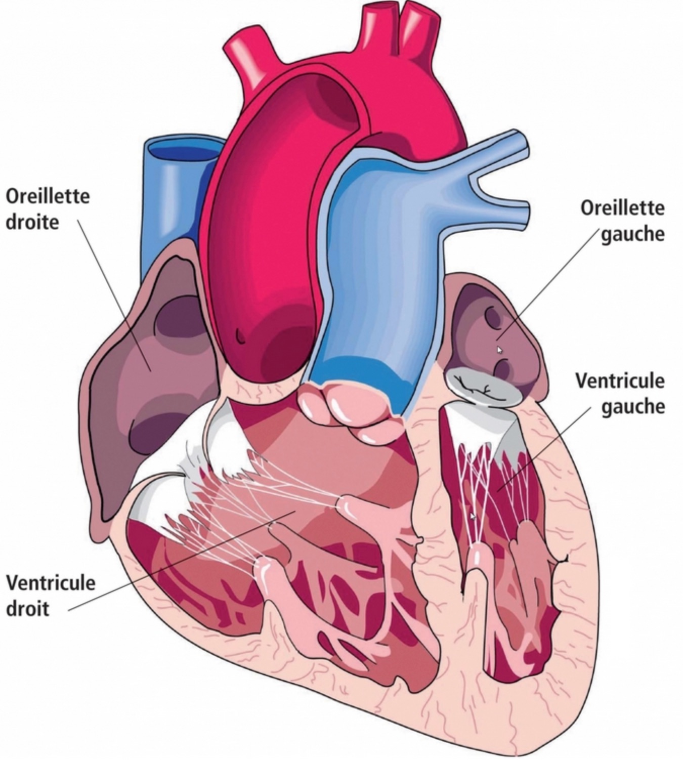Lire la suite à propos de l’article S16 L’appareil respiratoire : Schéma du coeur