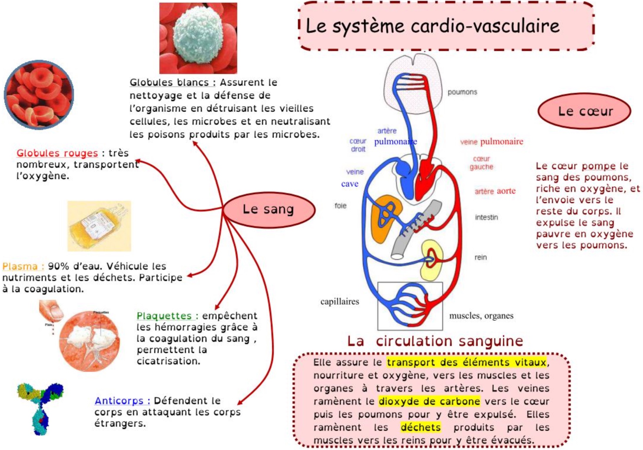 Lire la suite à propos de l’article S16 L’appareil circulatoire : carte mentale