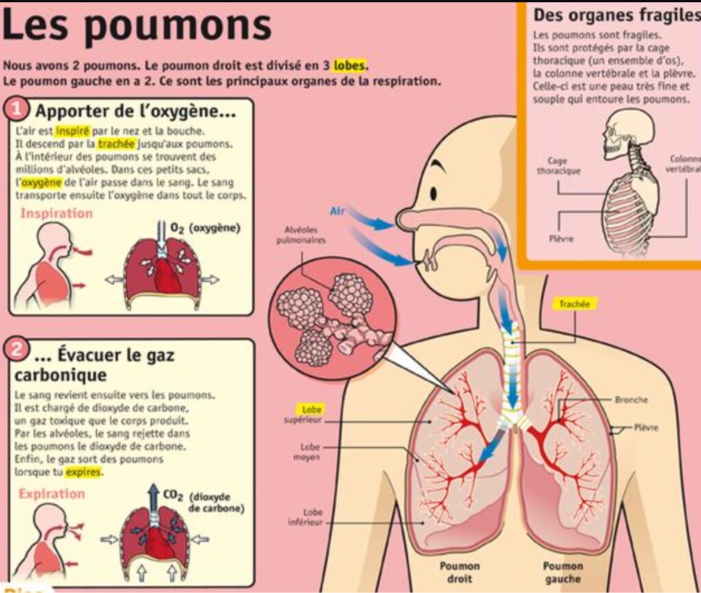 les poumons