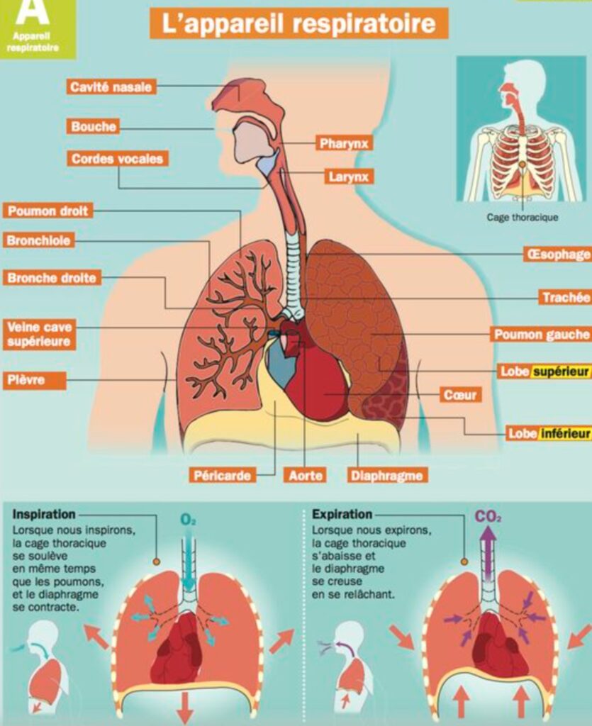Documents sur la respiration