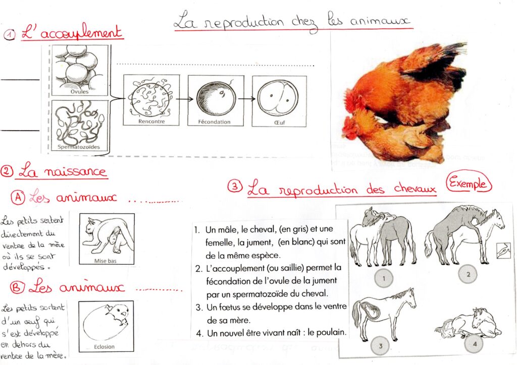 La Reproduction Des Animaux Le on CM2