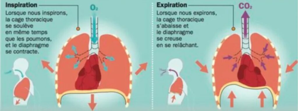 la respiration