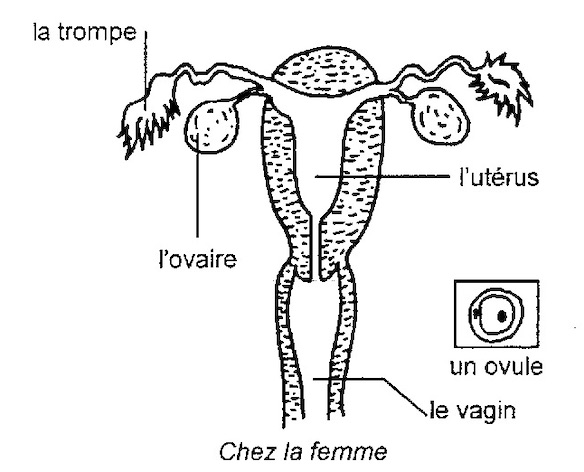 appareil reproducteur de la femme