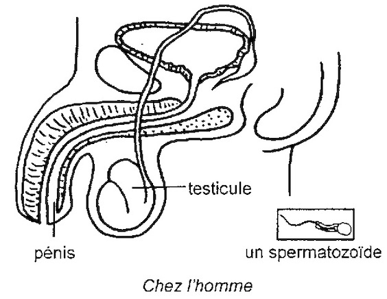 appareil reproducteur de l'homme