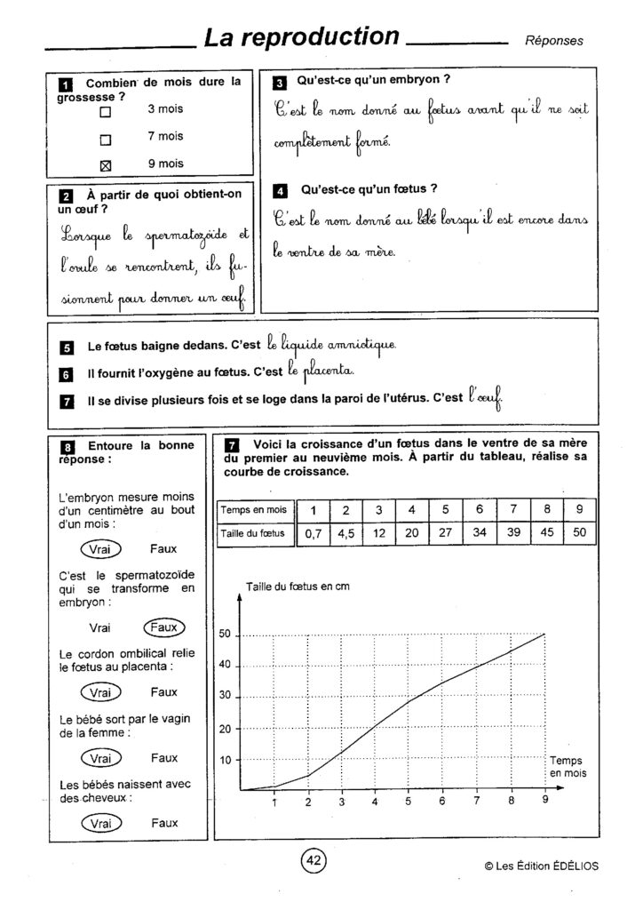 Correction de la fiche d'activité sur l'appareil reproducteur