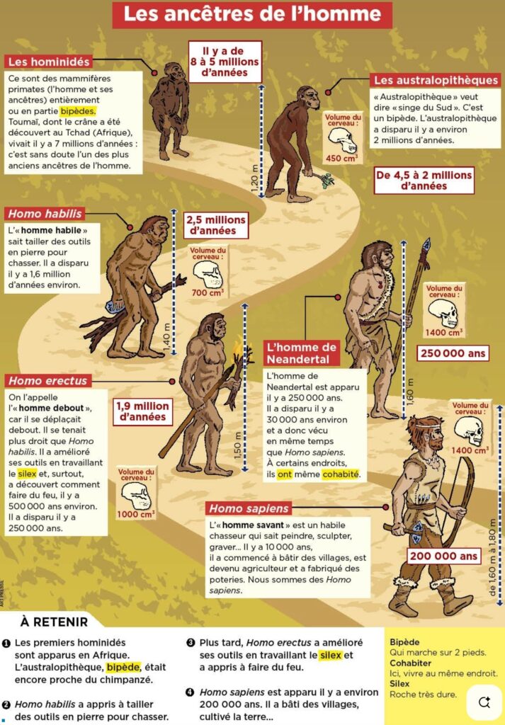 les ancêtre de l'homme