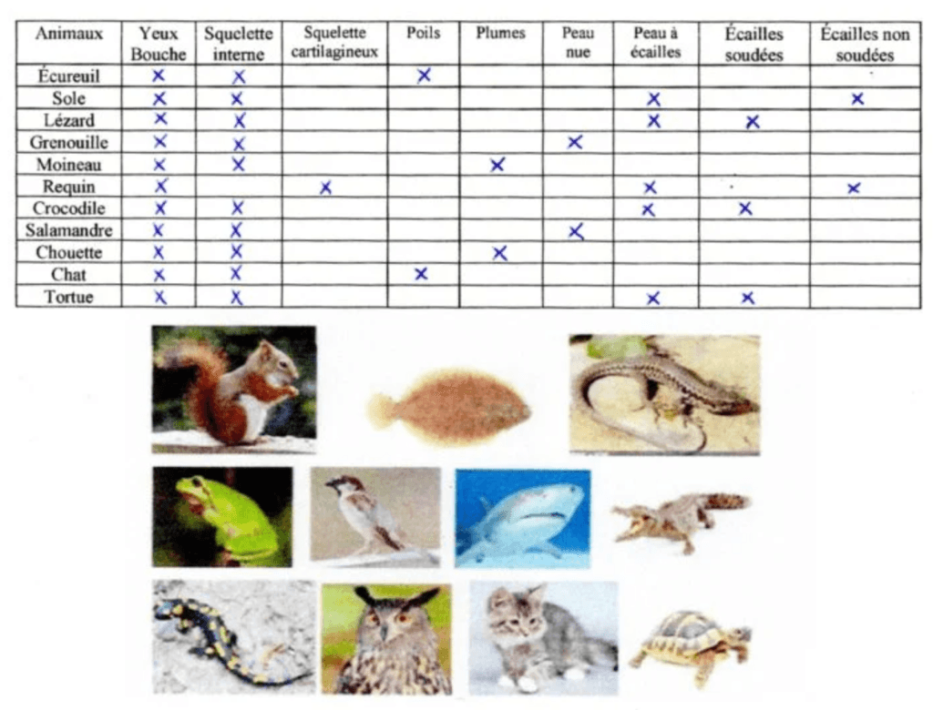 La classification par emboîtement CM1 CM2 : leçon et activité 2 La classification par emboîtement CM1 CM2 — exemple vertébrés écureuil sole lézard grenouille moineau