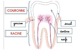 Les dents CM1 CM2 : rôle, types, dentition et hygiène 3 les dents CM1 CM2