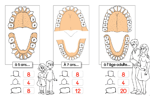 Les dents CM1 CM2 : rôle, types, dentition et hygiène 4 les dents CM1 CM2