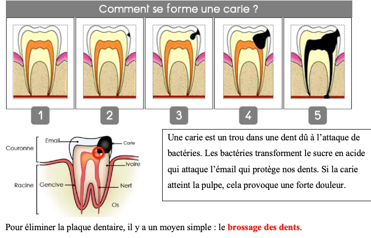 Les dents CM1 CM2 : rôle, types, dentition et hygiène 5 les dents CM1 CM2