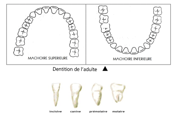 Les dents CM1 CM2 : rôle, types, dentition et hygiène 2 les dents CM1 CM2