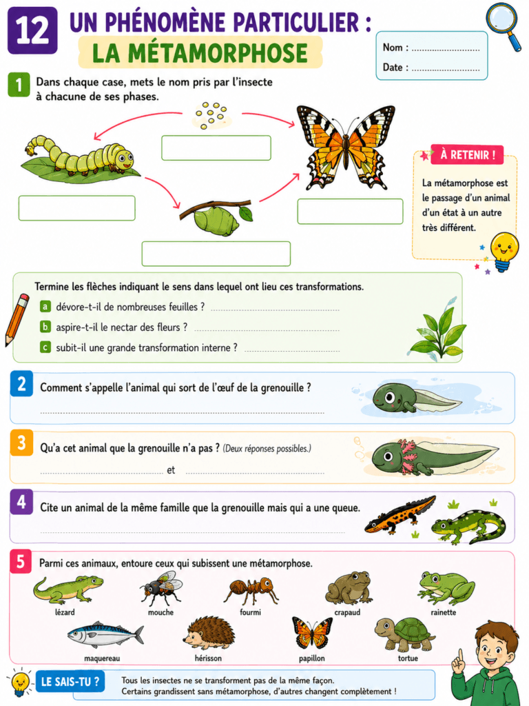 Le développement des animaux CM1 CM2 : leçon complète et gratuite 6 le développement des animaux CM1 CM2,développement des animaux,métamorphoses,vivipares