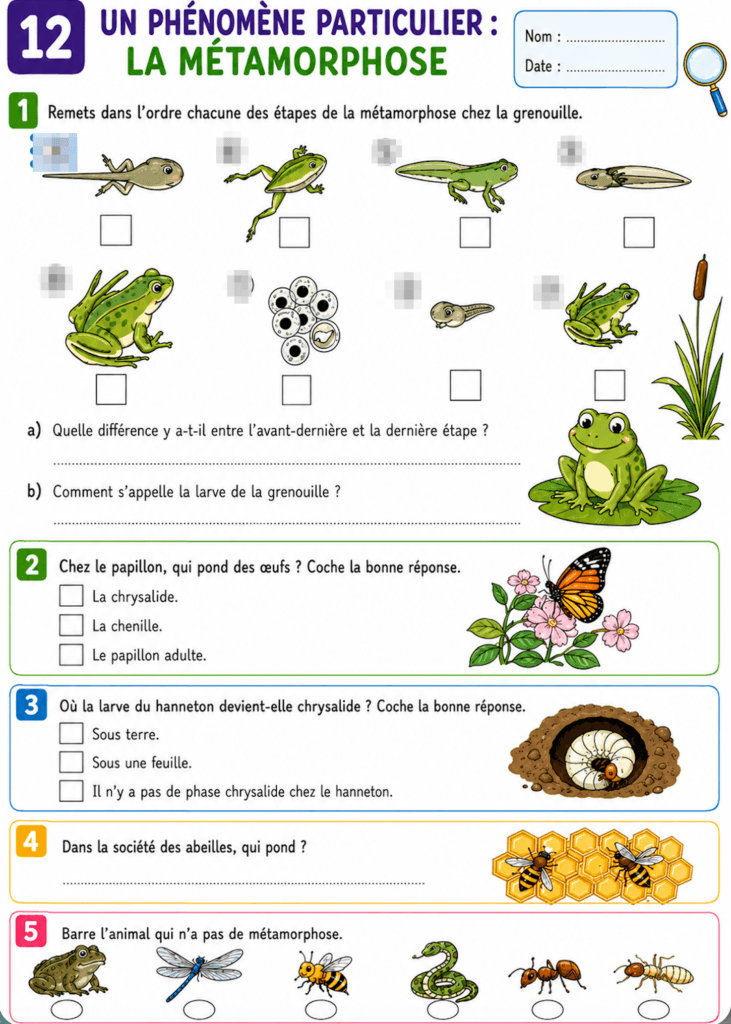 Le développement des animaux CM1 CM2 : leçon complète et gratuite 7 Document classe développement des animaux CM1 CM2 — développement direct et indirect exemples
