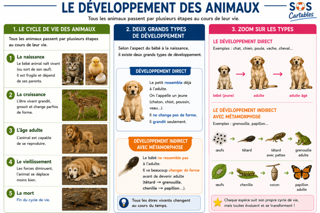 Le développement des animaux CM1 CM2 : leçon complète et gratuite 8 carte mentale : le développement des animaux CM1 CM2